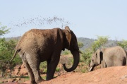 elephant (25)